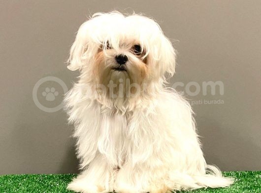 6 Aylık 1600 Gram Dişi Mini Maltese Terrier Yavrumuz