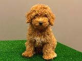 Muhteşem Dişi Red Toy Poodle Yavrumuz