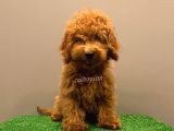 Minyatür Red Poodle Yavrumuz