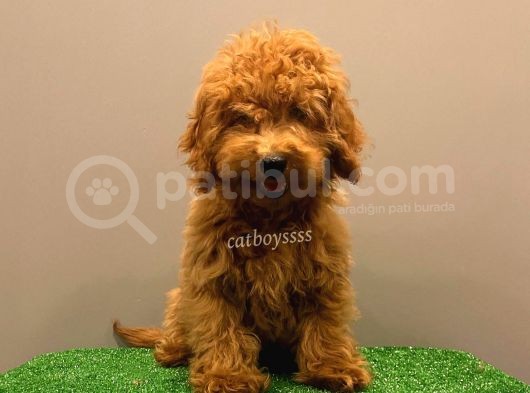 Minyatür Red Poodle Yavrumuz görsel