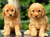 Dark Apricot Toy Poodle Dişi Yavrular