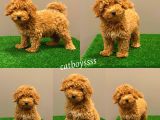 Muhteşem Dişi Red Toy Poodle Yavrumuz