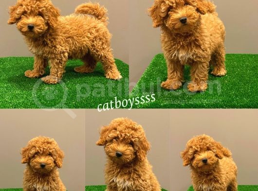 Muhteşem Dişi Red Toy Poodle Yavrumuz