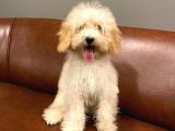 5 Aylık Dişi Apricot Toy Poodle Bebek