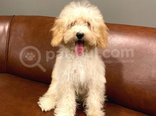 5 Aylık Dişi Apricot Toy Poodle Bebek