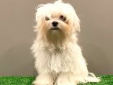 6 Aylık 1600 Gram Dişi Mini Maltese Terrier Yavrumuz