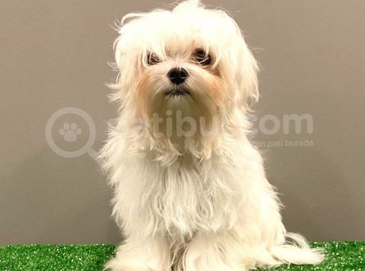 6 Aylık 1600 Gram Dişi Mini Maltese Terrier Yavrumuz görsel
