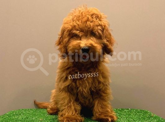 Minyatür Red Poodle Yavrumuz görsel