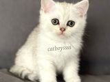 Silver Shaded British Shorthair Dişi Yavrumuz
