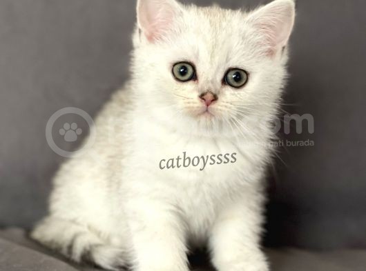Silver Shaded British Shorthair Dişi Yavrumuz görsel