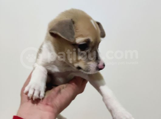 Pitbull Retnos 2 Aylık Dişi görsel