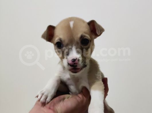 Pitbull Retnos 2 Aylık Dişi görsel