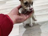 Pitbull Retnos 2 Aylık Dişi