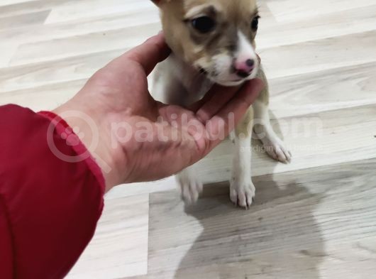 Pitbull Retnos 2 Aylık Dişi görsel