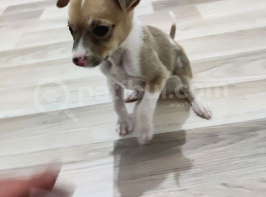 Pitbull Retnos 2 Aylık Dişi görsel