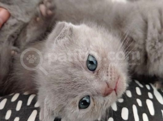Scottish Fold Sağlıklı Yavrular görsel