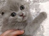 Scottish Fold Sağlıklı Yavrular