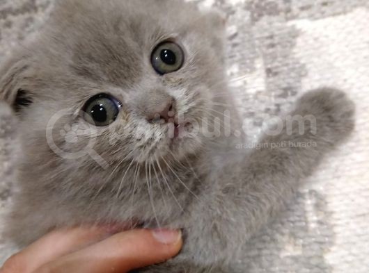 Scottish Fold Sağlıklı Yavrular görsel
