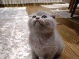 Scottish Fold Sağlıklı Yavrular