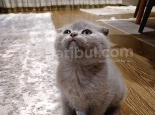 Scottish Fold Sağlıklı Yavrular görsel