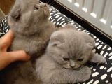 Scottish Fold Sağlıklı Yavrular