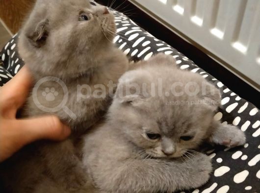 Scottish Fold Sağlıklı Yavrular