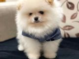 Pomeranian Boo Yeni Yuvasını Arıyor