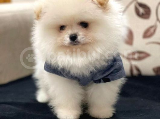 Pomeranian Boo Yeni Yuvasını Arıyor