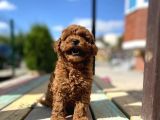 Toy Poodle Bebek Surat Sevimli Yavrular