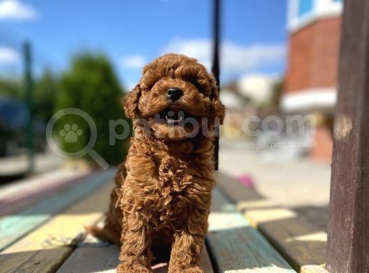 Toy Poodle Bebek Surat Sevimli Yavrular