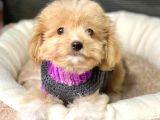 Maltipoo Mix Irk Sevimli Yavrular