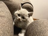 British Shorthair Yavru Kediler Dişi Erkek