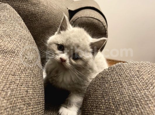 British Shorthair Yavru Kediler Dişi Erkek görsel