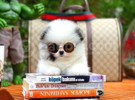 Ayı Surat Pomeranian Boo Yavrularımız