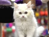 Show Görselli̇ğe Sahi̇p Bri̇ti̇sh Longhair