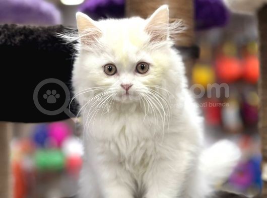 Show Görselli̇ğe Sahi̇p Bri̇ti̇sh Longhair görsel