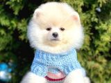 Ayıcık Sevimli Mini Boy Pomeranian Boo Yavrular