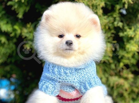 Ayıcık Sevimli Mini Boy Pomeranian Boo Yavrular görsel