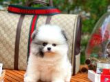 Ayı Surat Pomeranian Boo Yavrularımız
