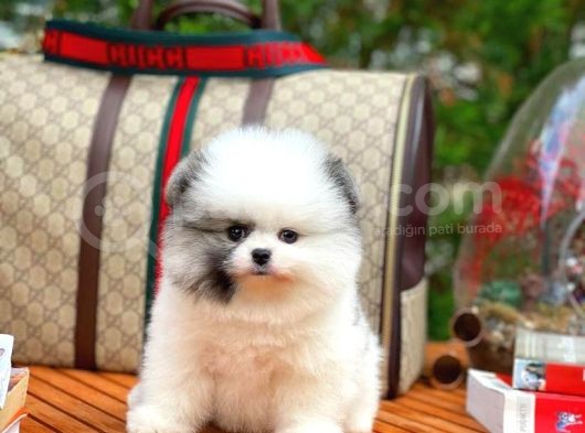 Ayı Surat Pomeranian Boo Yavrularımız görsel
