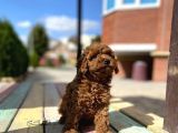 Toy Poodle Bebek Surat Sevimli Yavrular