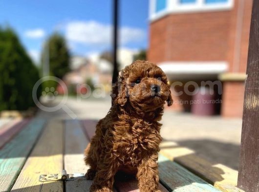 Toy Poodle Bebek Surat Sevimli Yavrular görsel