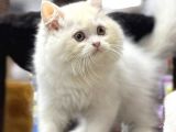 Show Görselli̇ğe Sahi̇p Bri̇ti̇sh Longhair