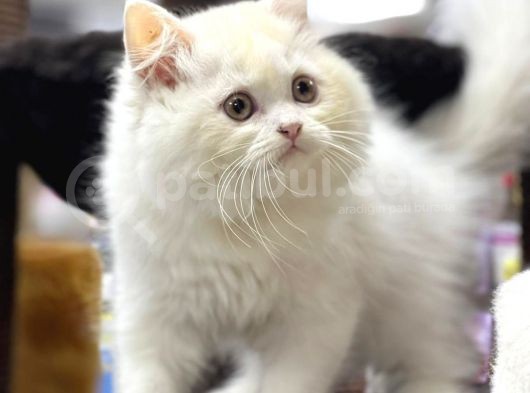 Show Görselli̇ğe Sahi̇p Bri̇ti̇sh Longhair görsel