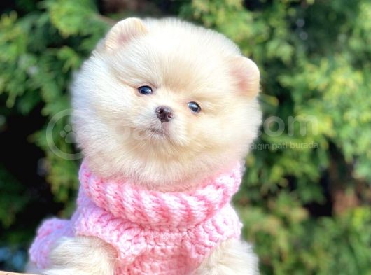 Mini Boy Pomeranian Boo Orjinal Irk Yavrular görsel