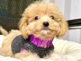 Maltipoo Mix Irk Sevimli Yavrular