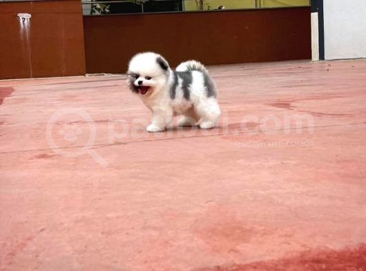 Ayı Surat Pomeranian Boo Yavrularımız görsel