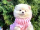 Mini Boy Pomeranian Boo Orjinal Irk Yavrular