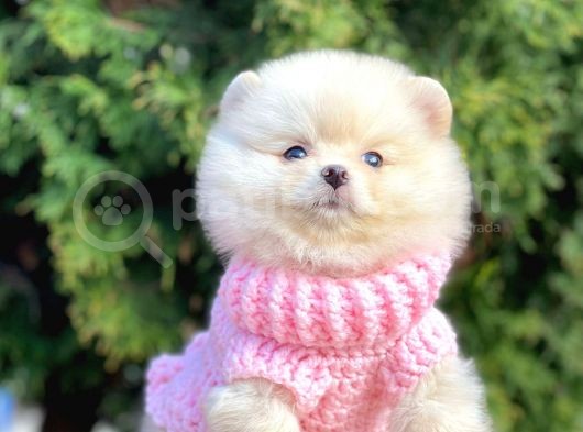 Mini Boy Pomeranian Boo Orjinal Irk Yavrular görsel
