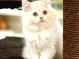 Show Görselli̇ğe Sahi̇p Bri̇ti̇sh Longhair